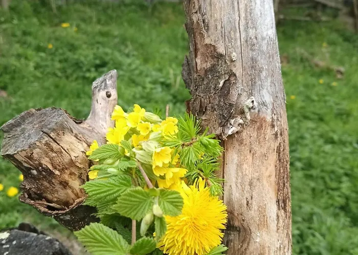 Berger Bettina דירה ווירגן