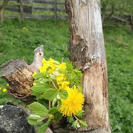 Berger Bettina Apartment Virgen